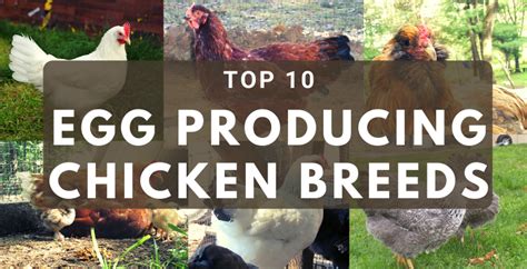 Top 10 Best Egg Producing Chicken Breeds - balustradellc
