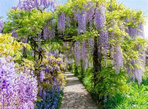 Top 10 climbing plants - Thompson & Morgan - raincitystudios.com