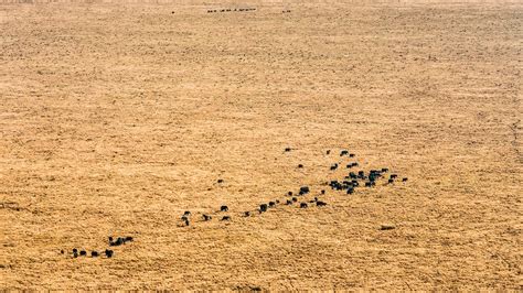 Top 10 Ecological Issues Affecting Wildlife | IFAW - raincitystudios.com