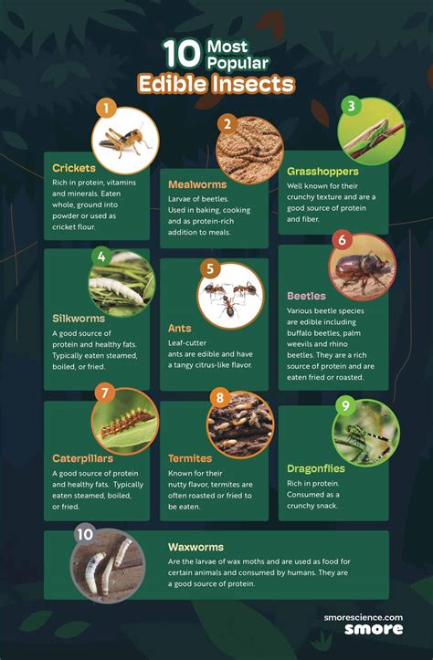 Top 10 Edible Insects For Human - Smore Science - balustradellc