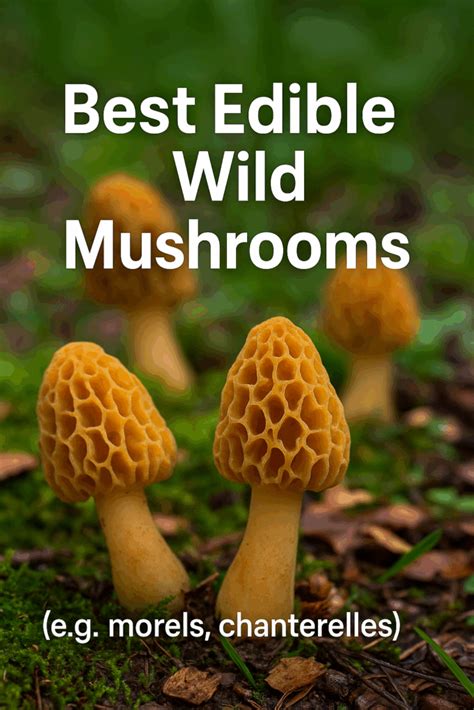 Top 10 Edible Mushrooms for Beginner Foragers - balustradellc
