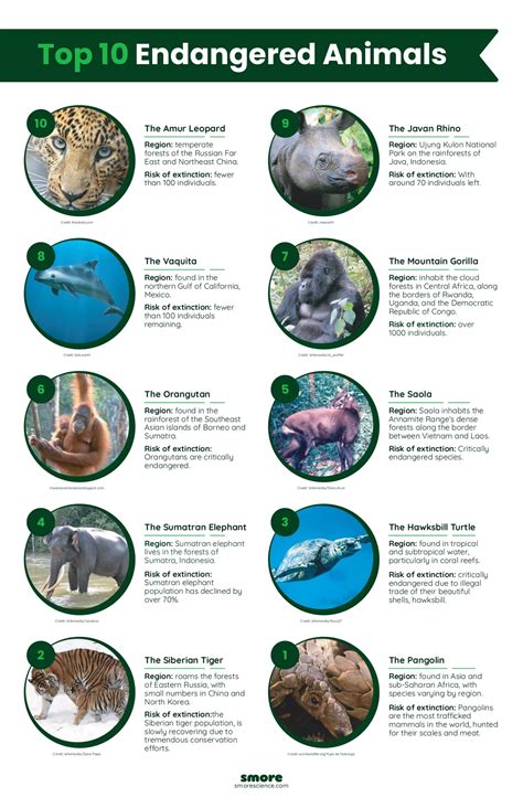 Top 10 Endangered Species in Maharashtra - balustradellc
