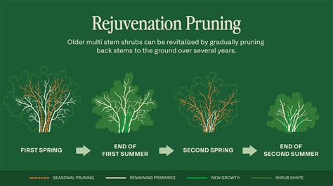 Top 10 Expert Tips for Rejuvenation Pruning Overgrown Orchard Trees - raincitystudios.com