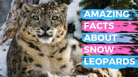 Top 10 facts about snow leopards - WWF - muktibox.com