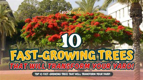 Top 10 Fastest Growing Trees - raincitystudios.com
