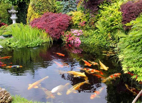 TOP 10 Fish Pond And Garden IDEAS! - balustradellc