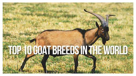 Top 10 Goat Breeds & Profitable Goat Farming … - raincitystudios.com