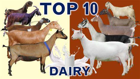 Top 10 goat breeds for milk production - ruminants.ceva.pro - raincitystudios.com