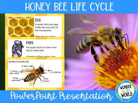 Top 10 Honeybee Life Cycle PowerPoint Presentation ... - SlideTeam - coolestguyplanet.net