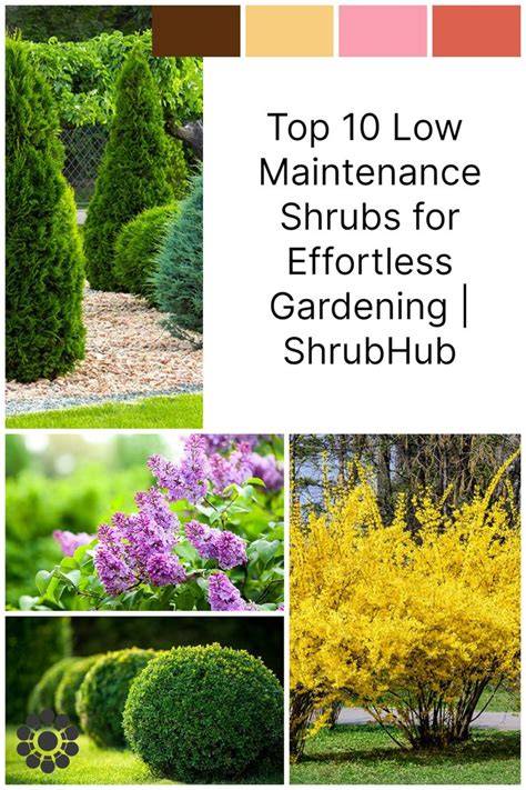 Top 10 Low Maintenance Shrubs for Effortless Gardening - raincitystudios.com