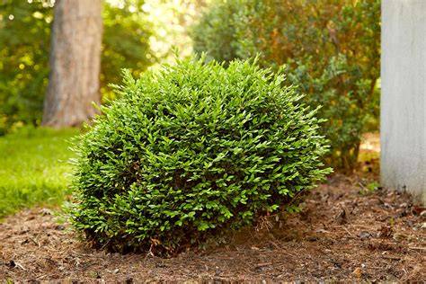 Top 10 Low-Maintenance Shrubs for a … - raincitystudios.com