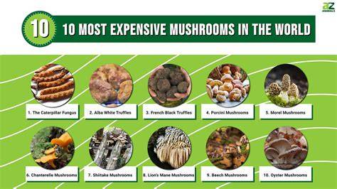 Top 10 Most Expensive Mushrooms - muktibox.com