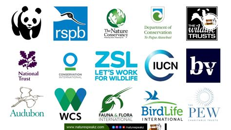 Top 10 Ocean Conservation Organizations You Should Know - raincitystudios.com