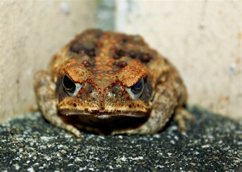 TOP 10 POISONOUS FROGS AND TOADS IN THE WORLD 2024