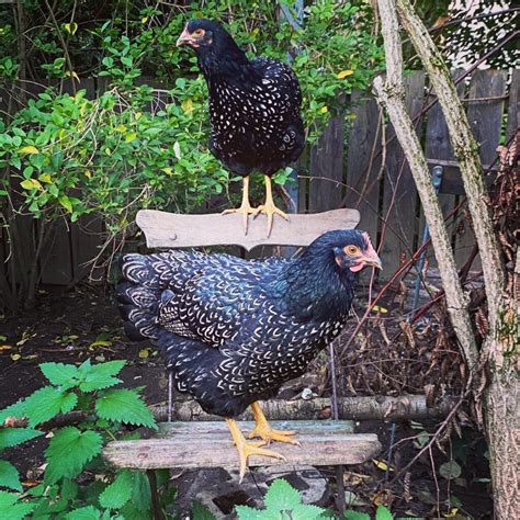 Top 10 Rare Breeds of Chickens in the World (with Pictures) - balustradellc