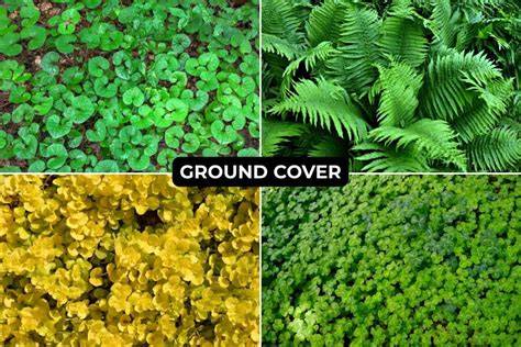 Top 10 Shade Garden Ground Cover Plants to Grow - raincitystudios.com