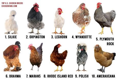 Top 10 Show Chicken Breeds - Successful Farming - balustradellc