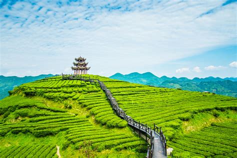 Top 10 Tea plantation China - balustradellc