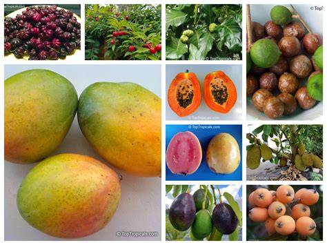 Top 10 Tropical Fruit Trees to Grow - Birds and Blooms - raincitystudios.com