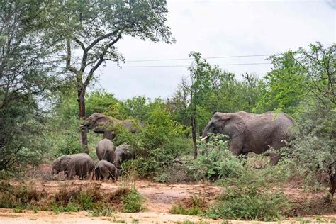 Top 10 Unmissable African Safari Destinations - TripSavvy - balustradellc