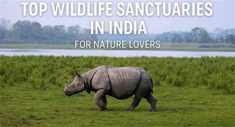 Top 10 Wildlife & Environmental Conservation Internships & Volunteer ... - raincitystudios.com
