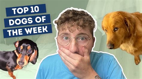 Top 10 YouTube Videos For Dogs - coolestguyplanet.net