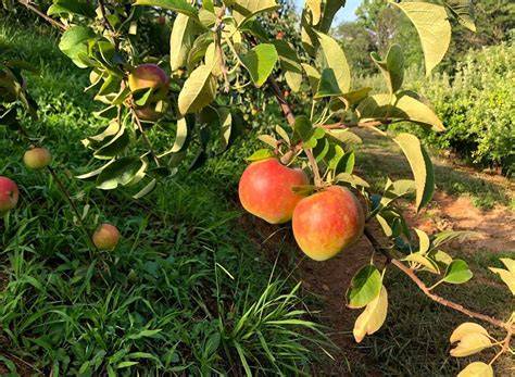 Top 12 Apple Orchards in the Blue Ridge Mountains - raincitystudios.com
