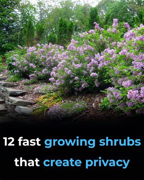 Top 12 Fast Growing Shrubs For Privacy In Texas [2025] - raincitystudios.com