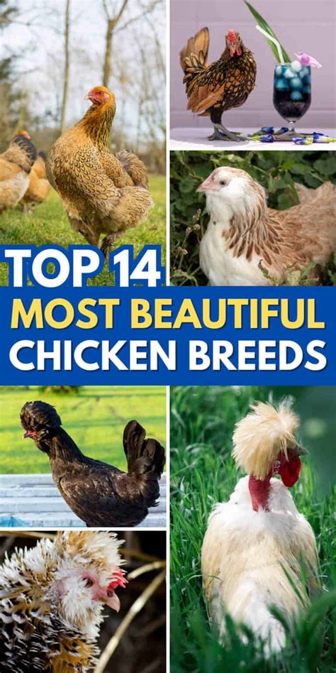 Top 14 Most Beautiful Chicken Breeds (with Pictures) - balustradellc