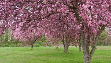 Top 15 Backyard Shade Trees (With Pros and Cons for Each) - WhyFarmIt - raincitystudios.com