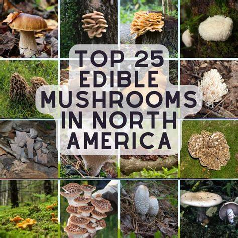 Top 15 Best Edible Mushrooms You Must Try | FungiAtlas - raincitystudios.com