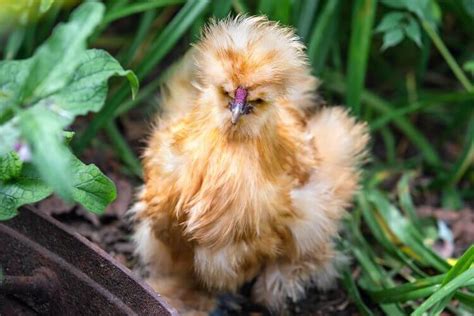 Top 15 Best Fancy Chicken Breeds - Chickens And More - balustradellc