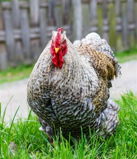 Top 15 Best Friendliest Chicken Breeds (Pets, Eggs, Show) - balustradellc