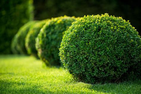 Top 15 Evergreen Shrubs for Your Garden - Garden Design - balustradellc