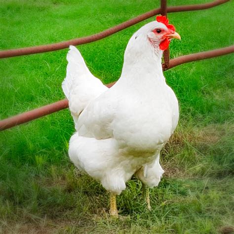 Top 15 White Chicken Breeds (With Pictures) - balustradellc