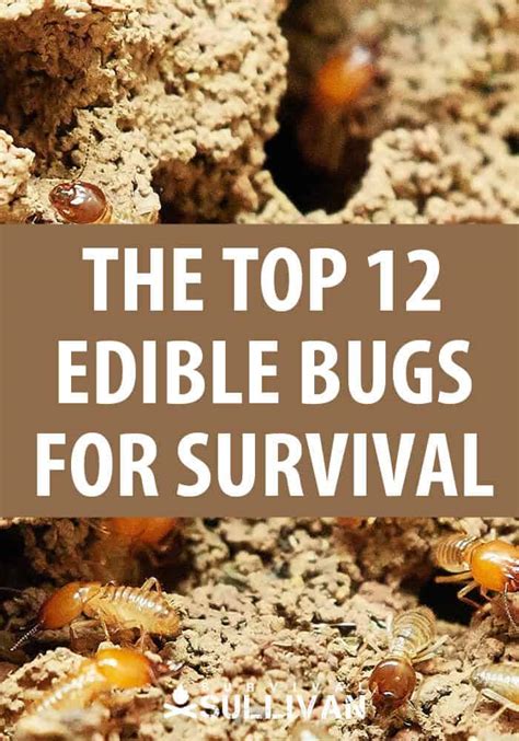 Top 17 Edible Insects for Survival - balustradellc