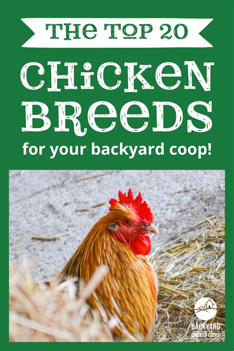 Top 20 Chicken Breeds for Your Backyard Coop - balustradellc