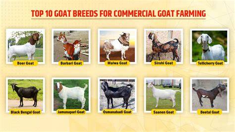 Top 20 Goat Breeds in India for Profitable Goat Farming - raincitystudios.com