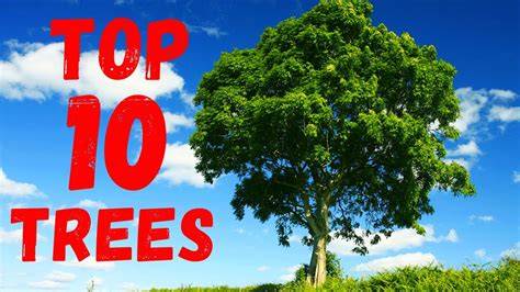 Top 20 Most Common Trees in Nepal - PictureThis - raincitystudios.com