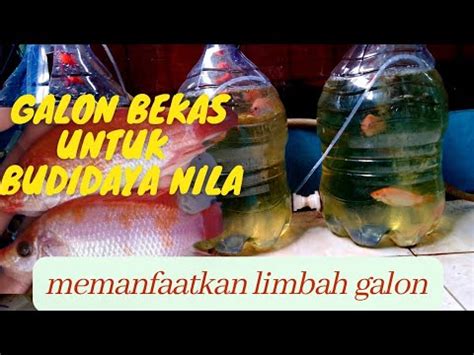 TOP 3: Ternak Nila Galon Bekas, Ide Ternak Modal Kecil, dan Ternak Ayam ... - balustradellc