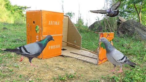 Top 3 DIY Bird Traps That Really Works |Made from Household - balustradellc