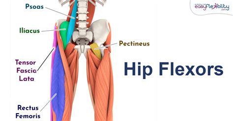 Top 3 Hip Flexor Questions Answered - balustradellc