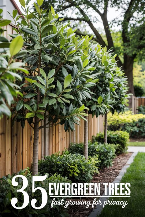 Top 33 Fast-Growing Trees for Instant Privacy and Beauty - Gardenia - raincitystudios.com