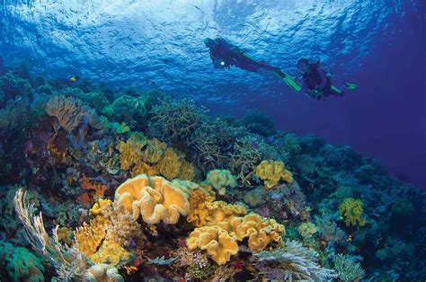 Top 5 Best Diving Locations in Indonesia - Secret … - balustradellc