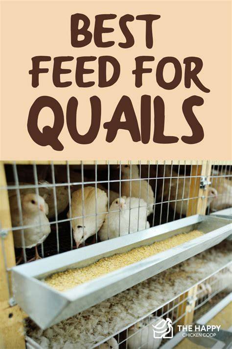 Top 5 Best Feed for Quails - A Helpful Buying Guide 2021 - raincitystudios.com