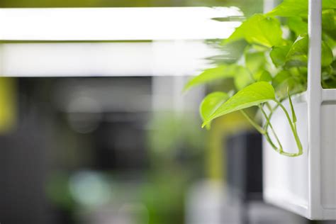 Top 5 Compact Hydroponics Growing System Ideas For HDBs - raincitystudios.com