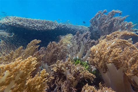 Top 5 Dive Sites for Snorkeling in Indonesia - Divezone - balustradellc