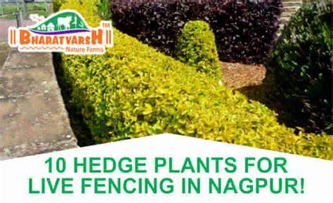 Top 5 Hedge Plants in India for Live Fencing - raincitystudios.com