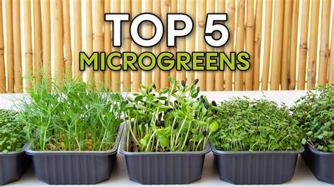 Top 5 microgreens you can grow at home without soil - balustradellc