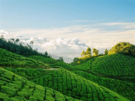 Top 5 Munnar Tea Estates That Are A Must-Visit For All - balustradellc